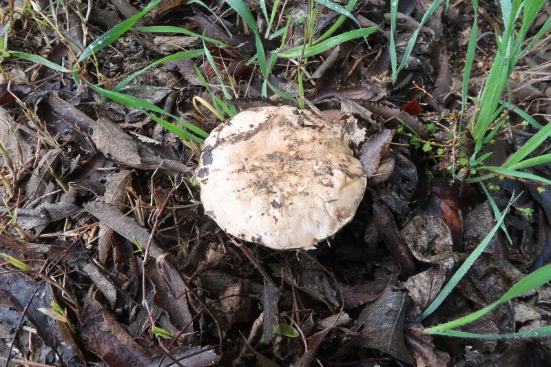 Agaricus campestris 1 - IMG_6902